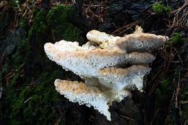 Attēlu rezultāti vaicājumam “Postia guttulata”