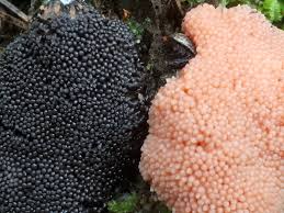 Attēlu rezultāti vaicājumam “Tubifera montana”