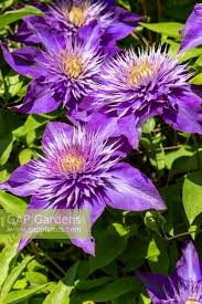 Image result for clematis multi blue