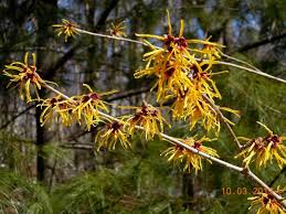 Attēlu rezultāti vaicājumam “Hamamelis mollis”