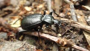 Attēlu rezultāti vaicājumam “Cychrus caraboides”