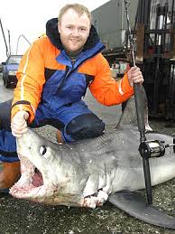 Image result for Lamna nasus