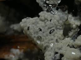 Attēlu rezultāti vaicājumam “Licea minima spores”