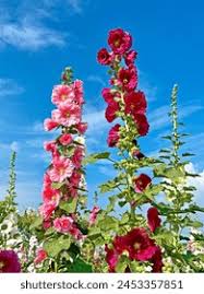 Image result for Alcea (althaea) rosea