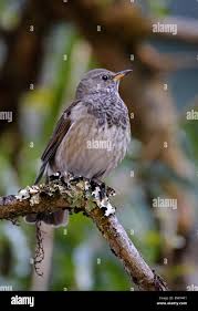 Image result for Turdus ruficollis
