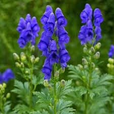 Attēlu rezultāti vaicājumam “Lonicera caerulea var. pallasii flower”