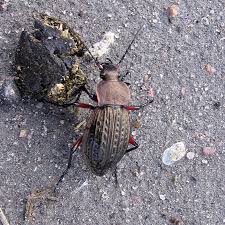 Attēlu rezultāti vaicājumam “Carabus cancellatus”