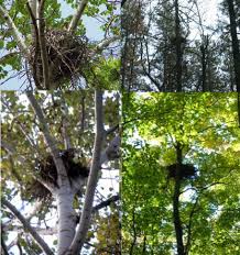 Attēlu rezultāti vaicājumam “Accipiter gentilis nest”