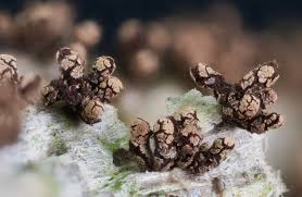 Attēlu rezultāti vaicājumam “Badhamia versicolor sessile”