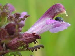 Attēlu rezultāti vaicājumam “Pedicularis palustris flower”