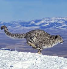 Image result for kernel panic snow leopard