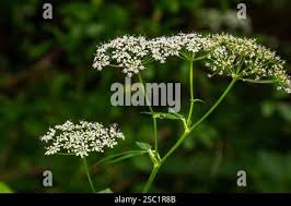 Image result for Chaerophyllum aureum
