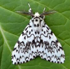 Attēlu rezultāti vaicājumam “Lymantria monacha”