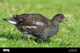Attēlu rezultāti vaicājumam “Gallinula chloropus juvenile”