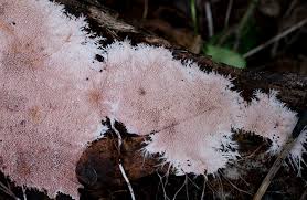 Attēlu rezultāti vaicājumam “Steccherinum fimbriatum”