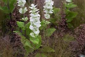 Image result for Salvia sclarea