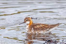 Attēlu rezultāti vaicājumam “Phalaropus lobatus”