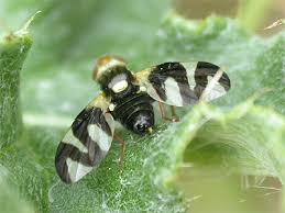 Attēlu rezultāti vaicājumam “Urophora cardui”