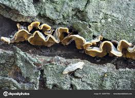 Attēlu rezultāti vaicājumam “Stereum hirsutum”