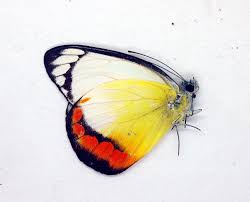 Attēlu rezultāti vaicājumam “Pieridae”