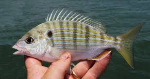 Image result for Archosargus rhomboidalis