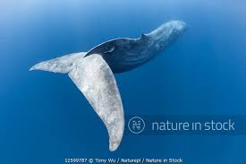 Image result for Balaenoptera musculus