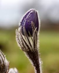 Attēlu rezultāti vaicājumam “Pulsatilla patens bud”