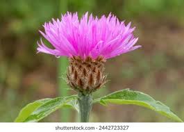 Attēlu rezultāti vaicājumam “Centaurea phrygia bud”