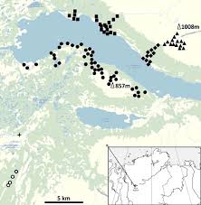 Attēlu rezultāti vaicājumam “Isopaches bicrenatus”
