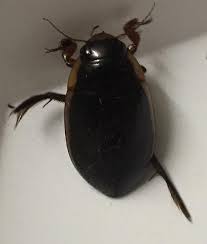 Attēlu rezultāti vaicājumam “Dytiscus sp.”