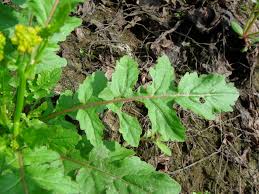 Attēlu rezultāti vaicājumam “Rorippa palustris leaf”