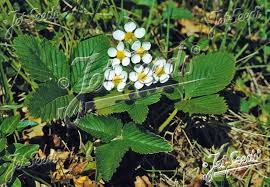 Attēlu rezultāti vaicājumam “Fragaria moschata flower”