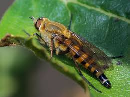 Attēlu rezultāti vaicājumam “Therevidae”