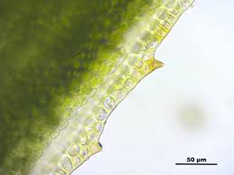 Attēlu rezultāti vaicājumam “Pogonatum nanum”