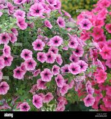 Image result for Petunie