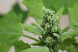 Attēlu rezultāti vaicājumam “Chenopodium album flower”