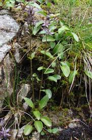 Attēlu rezultāti vaicājumam “Swertia perennis”