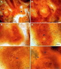 Attēlu rezultāti vaicājumam “Dicranella staphylina cells”