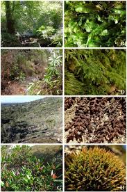 Attēlu rezultāti vaicājumam “Rhabdoweisia fugax sporophyte”