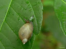 Attēlu rezultāti vaicājumam “Leucochloridium paradoxum”