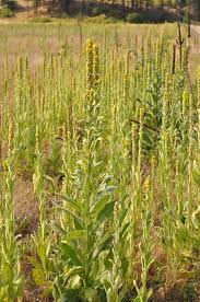 Attēlu rezultāti vaicājumam “Verbascum thapsus”