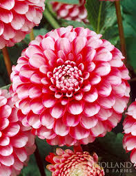 Image result for Dahlia x pinnata `Pompon Lilliput`