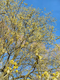 Attēlu rezultāti vaicājumam “Salix daphnoides subsp. acutifolia bud”