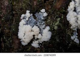 Attēlu rezultāti vaicājumam “Radulomyces confluens”