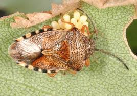 Attēlu rezultāti vaicājumam “Elasmucha grisea imago”