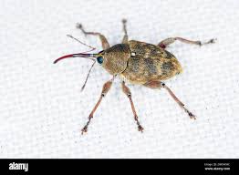 Attēlu rezultāti vaicājumam “Curculio nucum”