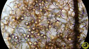 Attēlu rezultāti vaicājumam “Comatricha pulchella”