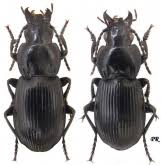 Attēlu rezultāti vaicājumam “Pterostichus aterrimus”