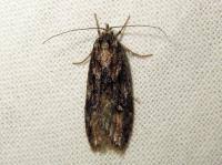 Attēlu rezultāti vaicājumam “Semioscopis oculella”