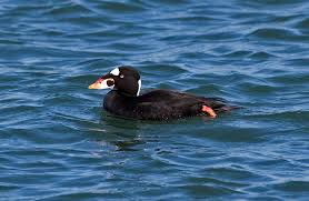 Image result for Melanitta perspicillata